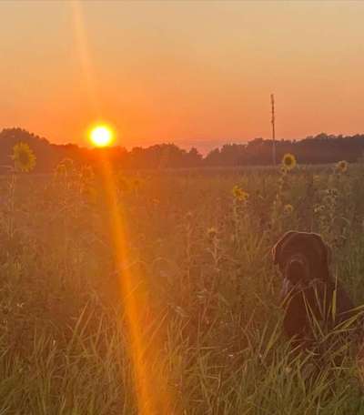 Die Dogorama Wochen Challenge-Beitrag-Bild