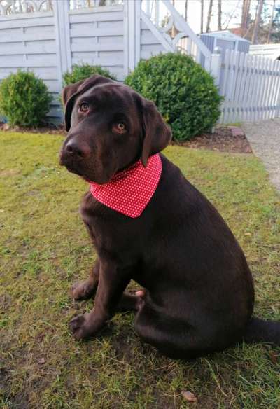 Die Dogorama Wochen Challenge-Beitrag-Bild