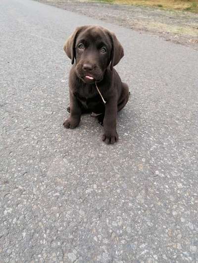 Welpen Bilder !-Beitrag-Bild