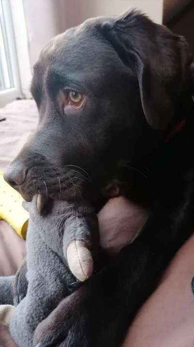 Zeig dein Hund mit seinem Lieblingsspielzeug-Beitrag-Bild