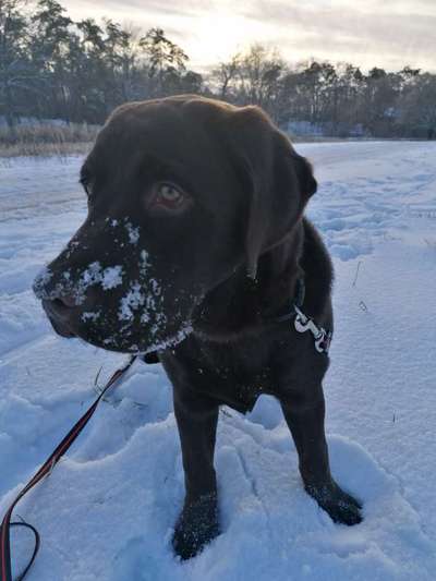 Dogorama Photo Challenge - Es wird nochmal kalt!-Beitrag-Bild