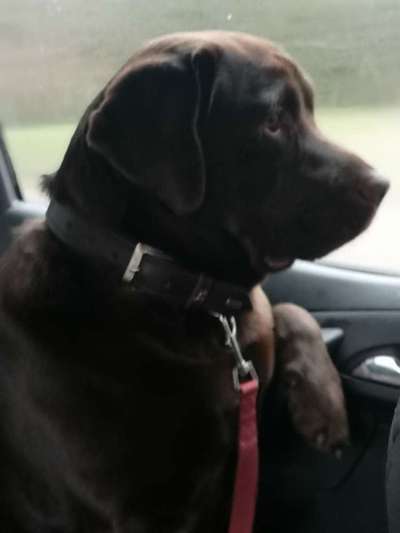 FOTOCHALLENGE 70 - Dein Hund im Auto-Beitrag-Bild