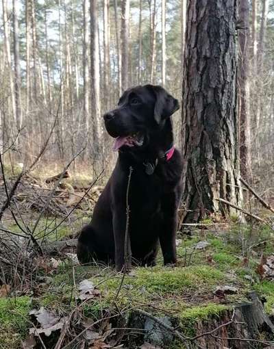 Fotochallenge No. 26                                     Wald und Wiese-Beitrag-Bild