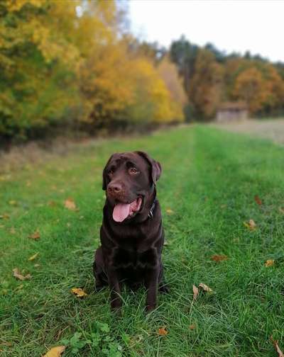 Labradorfans-Beitrag-Bild