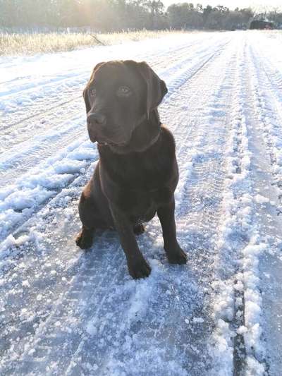 Fotochallenge 61 ~ Schnee-Beitrag-Bild