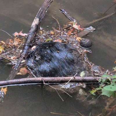 Giftköder-Totes Tier im Wasser-Bild