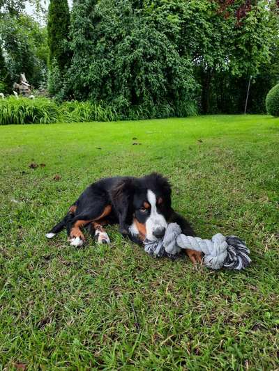 Vom Welpen zum Hund-Beitrag-Bild