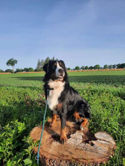 Vom Welpen zum Hund-Beitrag-Bild