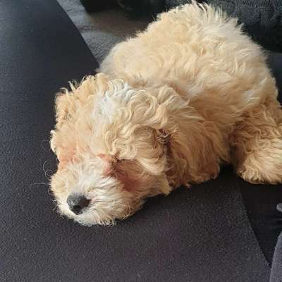 Hundetreffen-Welpentreffen Rellingen hasloh pinneberg quickborn-Bild