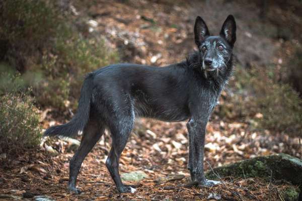 Foto's und Hundemodels-Beitrag-Bild