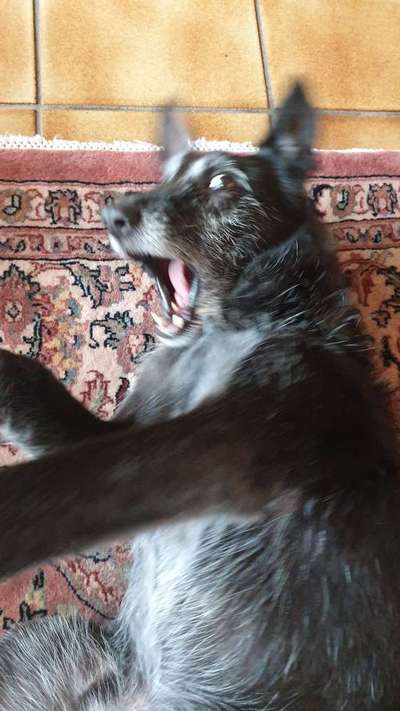 Lustigsten Grimassen von euren Hunden-Beitrag-Bild