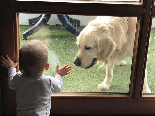 Die Dogorama Kalender Challenge Titelbild-Beitrag-Bild