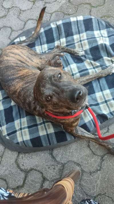 Gehören Hunde ins Restaurant?-Beitrag-Bild