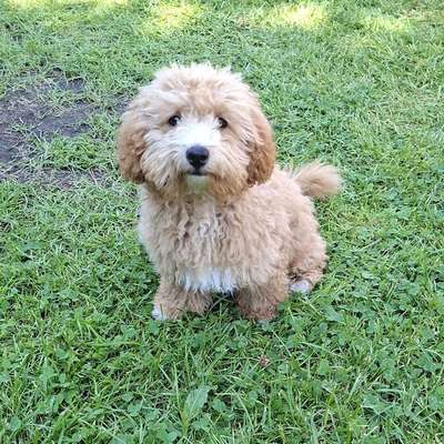 Hundetreffen-Welpentreffen/ Hundetreffen gesucht-Bild