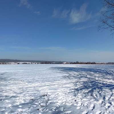 Hundetreffen-Hunde Wanderung-Bild