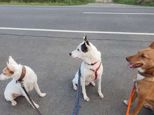 TierschutzhundeStammtisch🐕-Beitrag-Bild