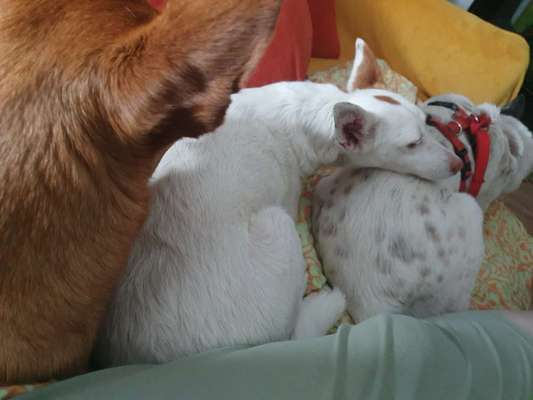 TierschutzhundeStammtisch🐕-Beitrag-Bild