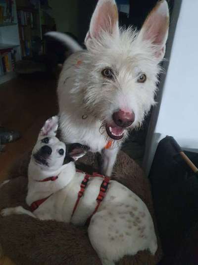 TierschutzhundeStammtisch🐕-Beitrag-Bild