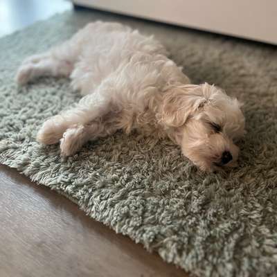 Hundetreffen-Welpentreffen/Kleinhundetreff Backnang und Umgekung-Bild