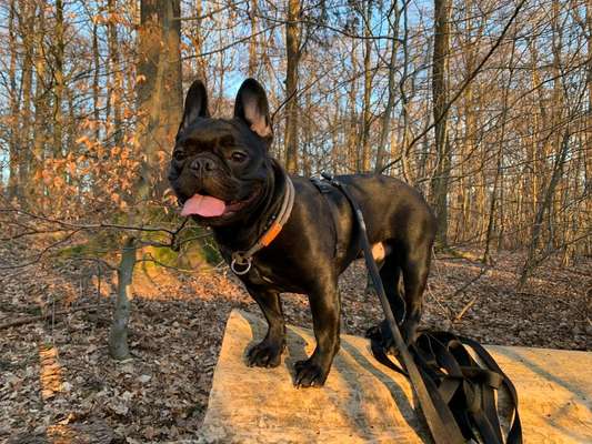 Tongue Out Tuesday-Beitrag-Bild