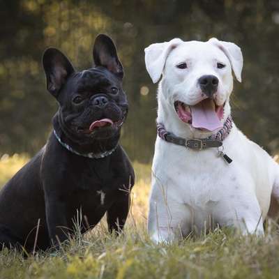 Bester Freund, Hundekumpel - zeigt her!-Beitrag-Bild