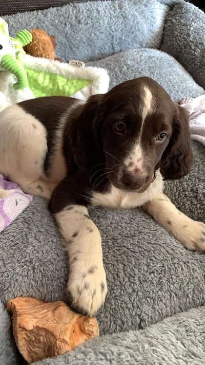 Welpen Bilder !-Beitrag-Bild