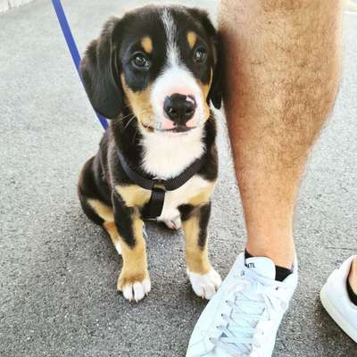 Entlebucher Sennenhund-Beitrag-Bild