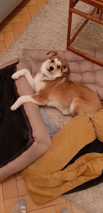 Chaos in der Bude-Beitrag-Bild