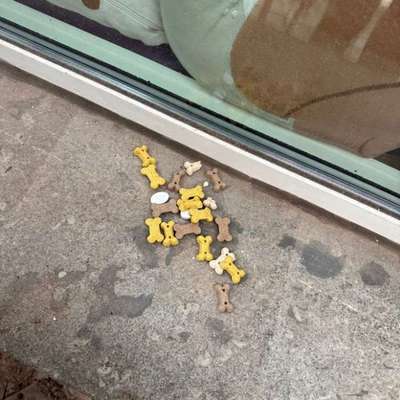 Giftköder-Leckerlis mit Tabletten vermischt-Bild