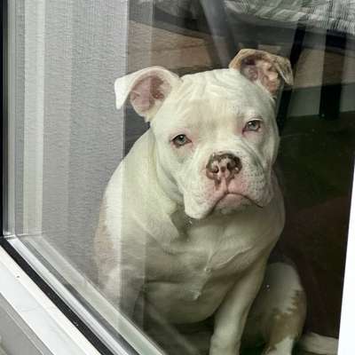 Hundetreffen-Bullyfreunde 🐾-Bild
