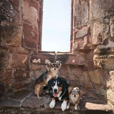 Hundetreffen-Hundefreunde Bexbach-Bild