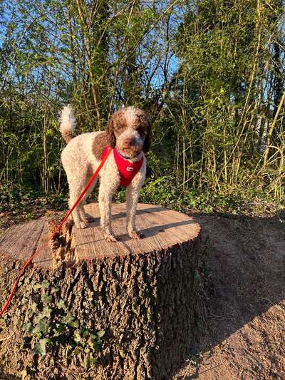 Lagotto Romagnolo Besitzer-Beitrag-Bild