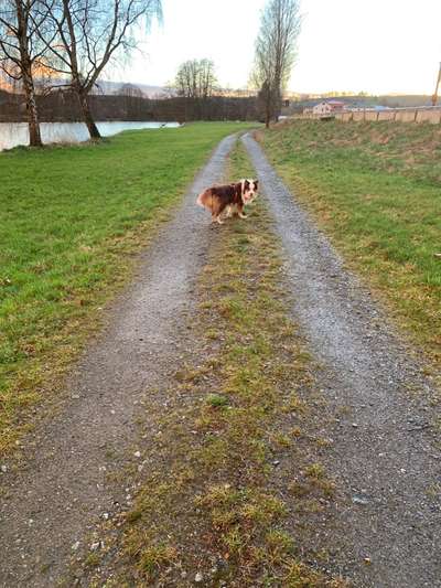 Gibt's hier noch mehr Border Collies???-Beitrag-Bild