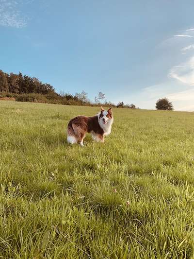 Gibt's hier noch mehr Border Collies???-Beitrag-Bild