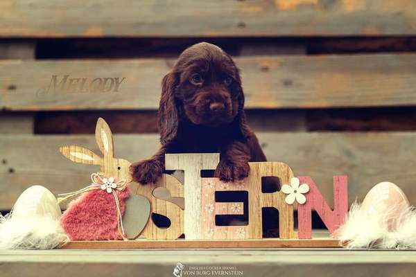 Welpen Bilder !-Beitrag-Bild