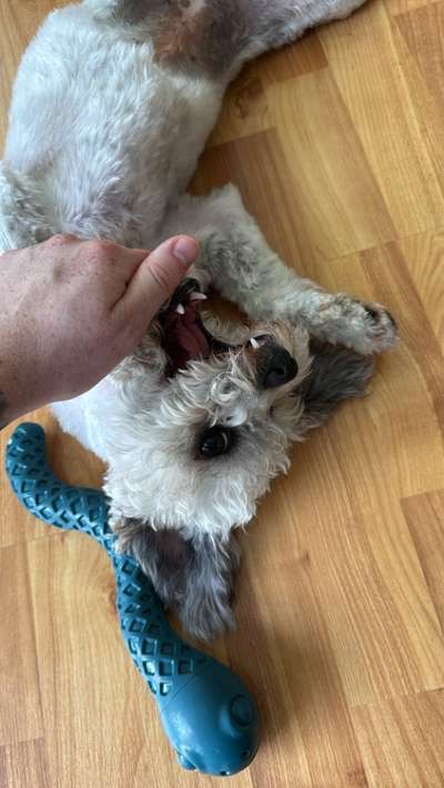 Hundetreffen-Bibi sucht Gassipartner-Bild