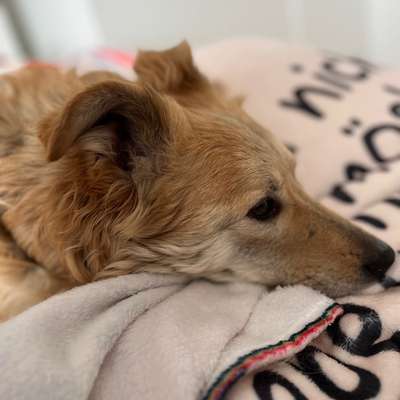 TierschutzhundeStammtisch🐕-Beitrag-Bild