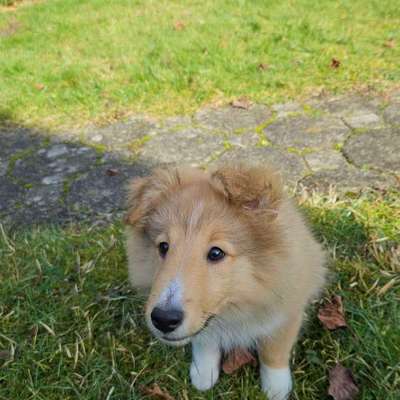 Hundetreffen-Welpentreffen Bonn-Bild