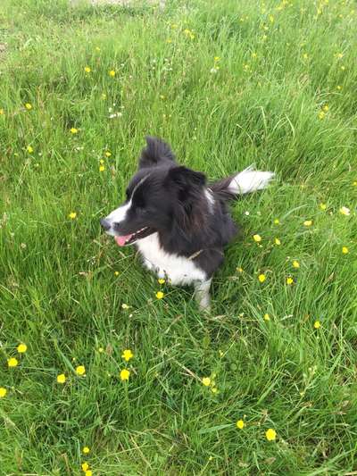 Die Dogorama Monats Challenge "Es grünt und blüht"-Beitrag-Bild