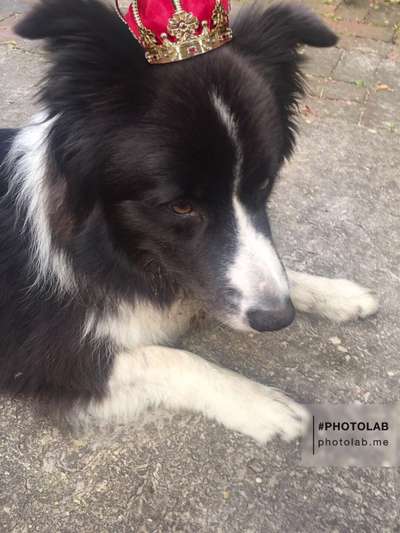 Hier ist der Spaßthread. Zum Schmunzeln und Kaputtlachen-Beitrag-Bild