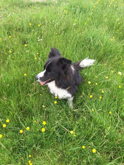 Die Dogorama Monats Challenge "Es grünt und blüht"-Beitrag-Bild