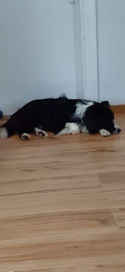 Gibt's hier noch mehr Border Collies???-Beitrag-Bild