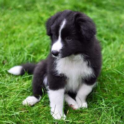 Welpen Bilder !-Beitrag-Bild