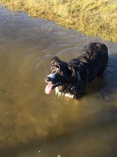 Fotochallenge Nr. 59 - Mein Hund zeigt die Zunge-Beitrag-Bild