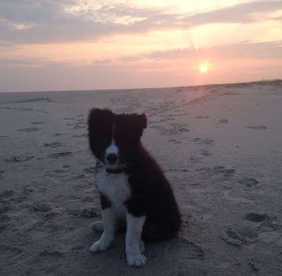 Welpen Bilder !-Beitrag-Bild