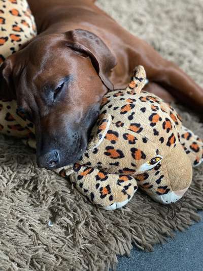 Rhodesian Ridgeback-Beitrag-Bild