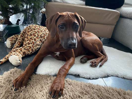 Zeigt her eure Junghunde :)-Beitrag-Bild