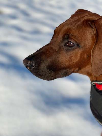 Rhodesian Ridgeback-Beitrag-Bild