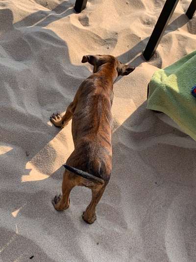 Rhodesian Ridgeback-Beitrag-Bild