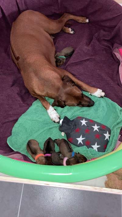 Rhodesian Ridgeback-Beitrag-Bild